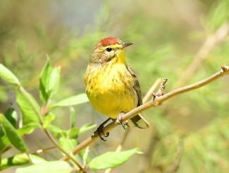 A palm warbler sitting on a branch.