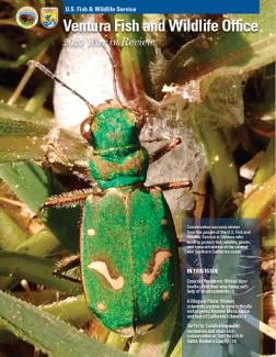 Magazine with bright green beetle on cover