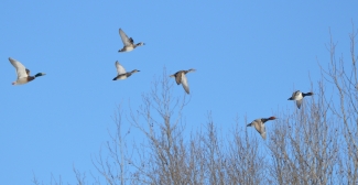 An image of ducks flying.