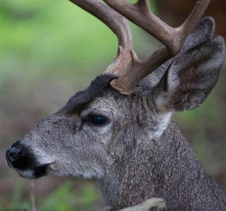 A close-up image of a male deer.