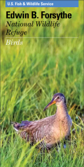 Edwin B. Forsythe Bird Brochure