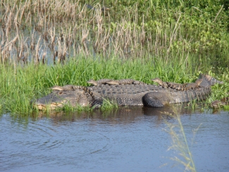 Large alligator lies on grass bank along water's edge with five hatchlings on her back. 