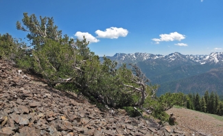 A whitebark pine in California leans against a rocky slope in the mountains