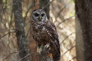 A California spotted owl sits perched in a tree in a forest