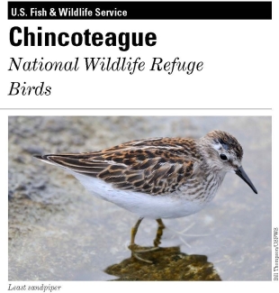 Image of cover of the Chincoteague refuge bird checklist featuring a least sandpiper