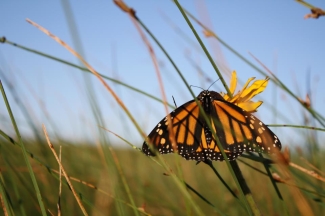 A monarch butterfly resting on a blade of grass