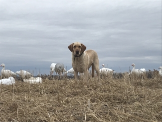 A yellow lab dog stands in a field surrounded by snow goose decoys.