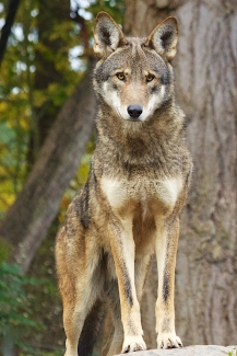 Red wolf facing the camera