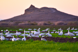 Dozens of white geese rest in green fields with a large hill in the background.