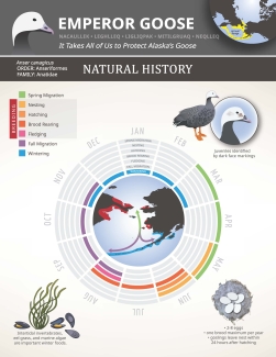Graphic depicting emperor goose life cycle and a map of where it can be found.