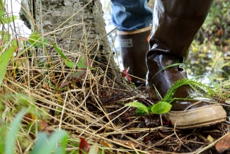 Elodea on a persons boot as they step out of a lake