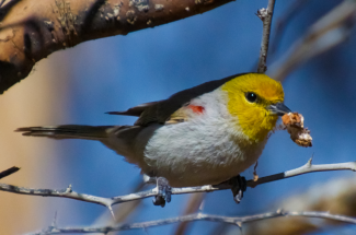 A small songbird with a yellow head perches on a branch while holding an insect larva.