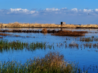 A wildlife observation blind can be seen in the middle of the marsh surrounded by marsh plants and areas of open water. 