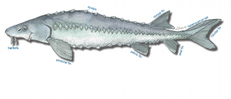 Line drawing of sturgeon body. Fins, scutes and barbels are labelled.