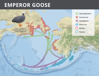 Map of Alaska showing the range of the emperor goose