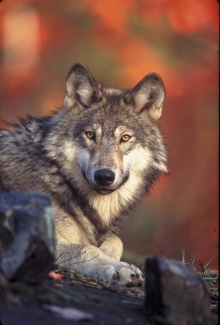 gray wolf stares at camera