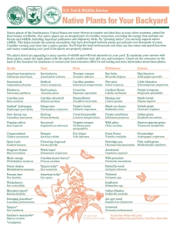 An image of the Native Plants sheet.