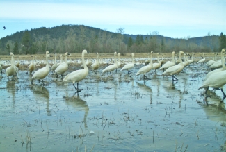 Tundra swans wading in water that is approximately 4 inches deep. Mountains can be seen in the background. 