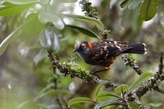 ʻĀkohekohe sits on a branch. It is black with orange stripes and a white tuft on its head. 