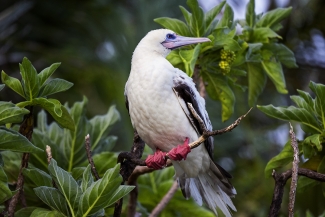 A red-footed booby sits on a branch. It had a white body with black tipped wings and red feet. 