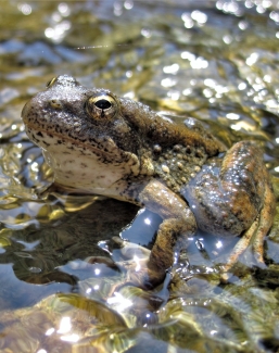 foothill yellow legged frog in water