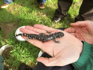 a california tiger salamander in a hand