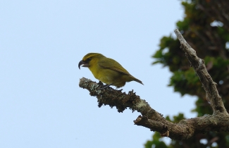 Kiwikiu sits on a branch. It is yellowish with a curved beak. 