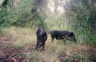 Feral pigs roam grass areas