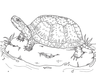 PARC Blanding's Turtle Coloring Pages | FWS.gov