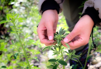 Hands spreading the top leaves of a growing, healthy white sweetclover