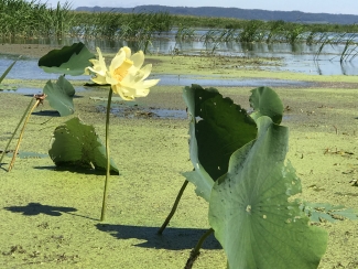 lotus flower growing in backwaters of the river