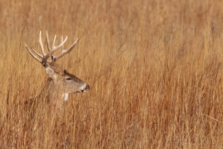 2022 Archery Deer Hunt Selected Applicants