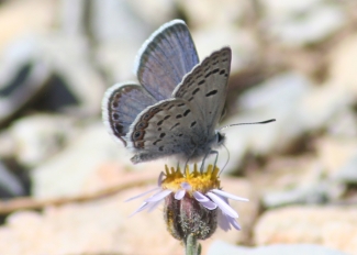 Blue butterfly on a fellow flower