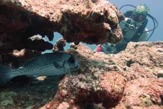 A diver finds an elusive painted sweetlip fish (Plectorhinchus picus). Photo: NOAA Fisheries