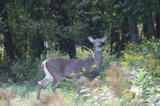 Image of deer in shrubs