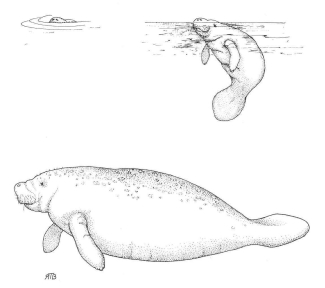 Partial view of a manatee submerged in murky waters shown next to other drawing showing the full bodies.