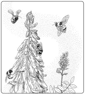Black and white line drawing of a polar bumble bee visiting alpine sweetvetch flowers. 