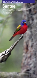 painted bunting sitting on end of branch in center with blurry tree in background