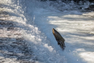 Adult Chinook salmon jumping out of flowing water