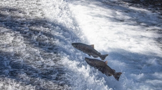Two adult Chinook salmon jumping out of flowing water