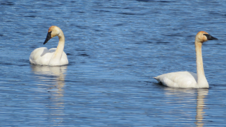 A pair of Trumpeter Swans in water.