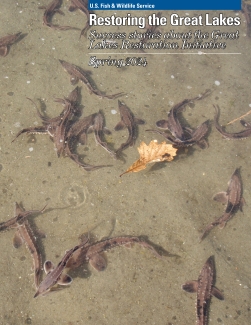 Cover of the 2024 edition of Restoring the Great Lakes: Success stories about the Great Lakes Restoration Initiative featuring small lake sturgeon swimming in the water
