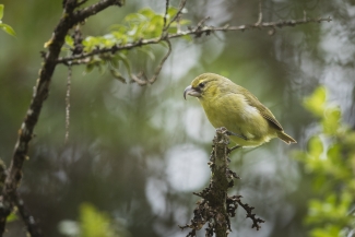 A kiwikiu (Maui parrotbill) sits on a branch. I has a yellow body with lime green wings. 