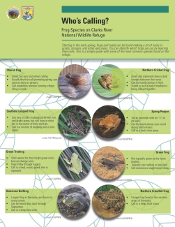 Image of Frogs of Clarks River NWR Fact Sheet