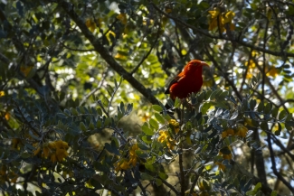 An ʻiʻiwi (scarlet honeycreeper) sits in a tree. I has a red body with black wings and an orange beak. I looks out from the canopy. 