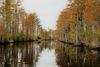 image of waterway with reflective water lined with cypress trees with brown needles.