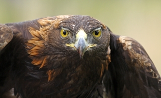 golden eagle facing the camera