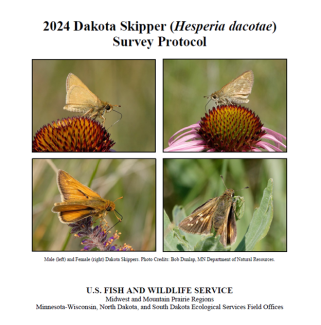 Image of the 2024 Dakota Skipper (Hesperia Dacotae) Survey Protocol cover page. Shown is the protocol title, USFWS region and field office credit, and four different images of Dakota skippers with two images of males (left) and two images of females (right).