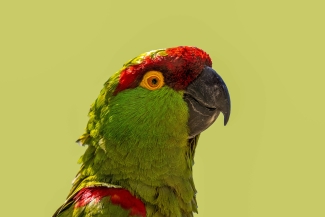 Thick-billed parrot head at side view with a green background