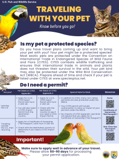 Traveling With Your Pet Poster